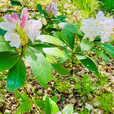 Apartment Schafberg *